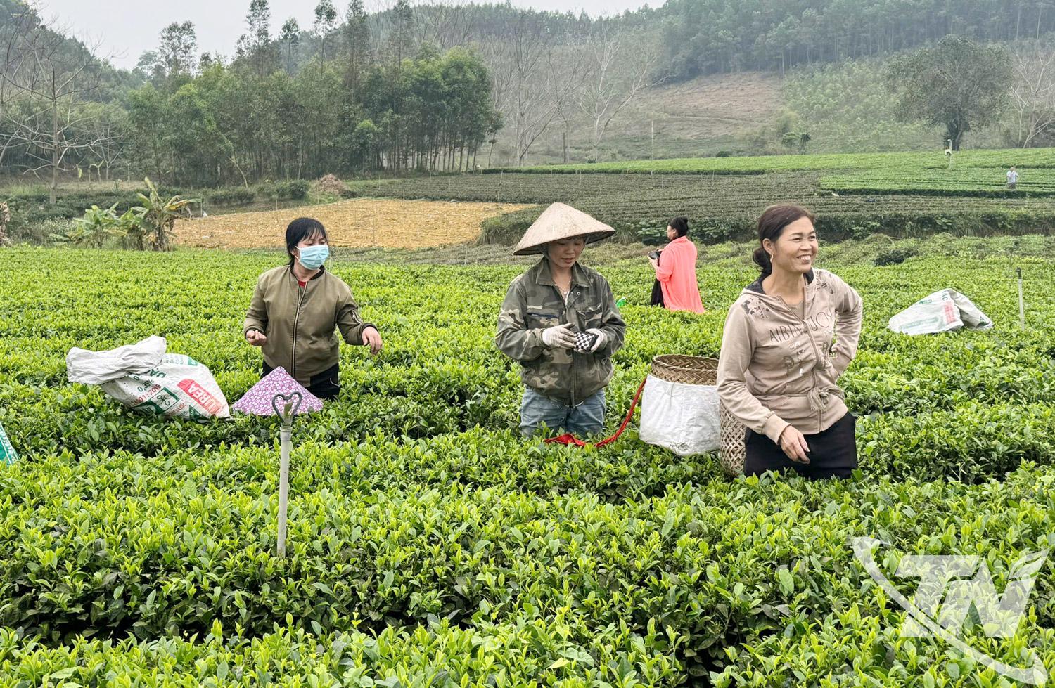 Người dân Trại Cài, xã Đồng Hỷ tiên phong trong sản xuất chè an toàn, theo tiêu chuẩn VietGAP.  