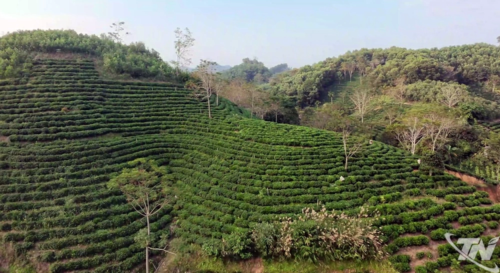 Một g&oacute;c v&ugrave;ng ch&egrave; Khe Cốc (x&atilde; V&ocirc; Tranh) với 300ha ch&egrave; trung du