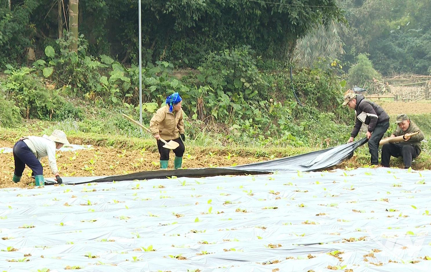 Người dân xã Thượng Quan ứng dụng các biện pháp kỹ thuật trong trồng và chăm sóc cây thuốc lá.