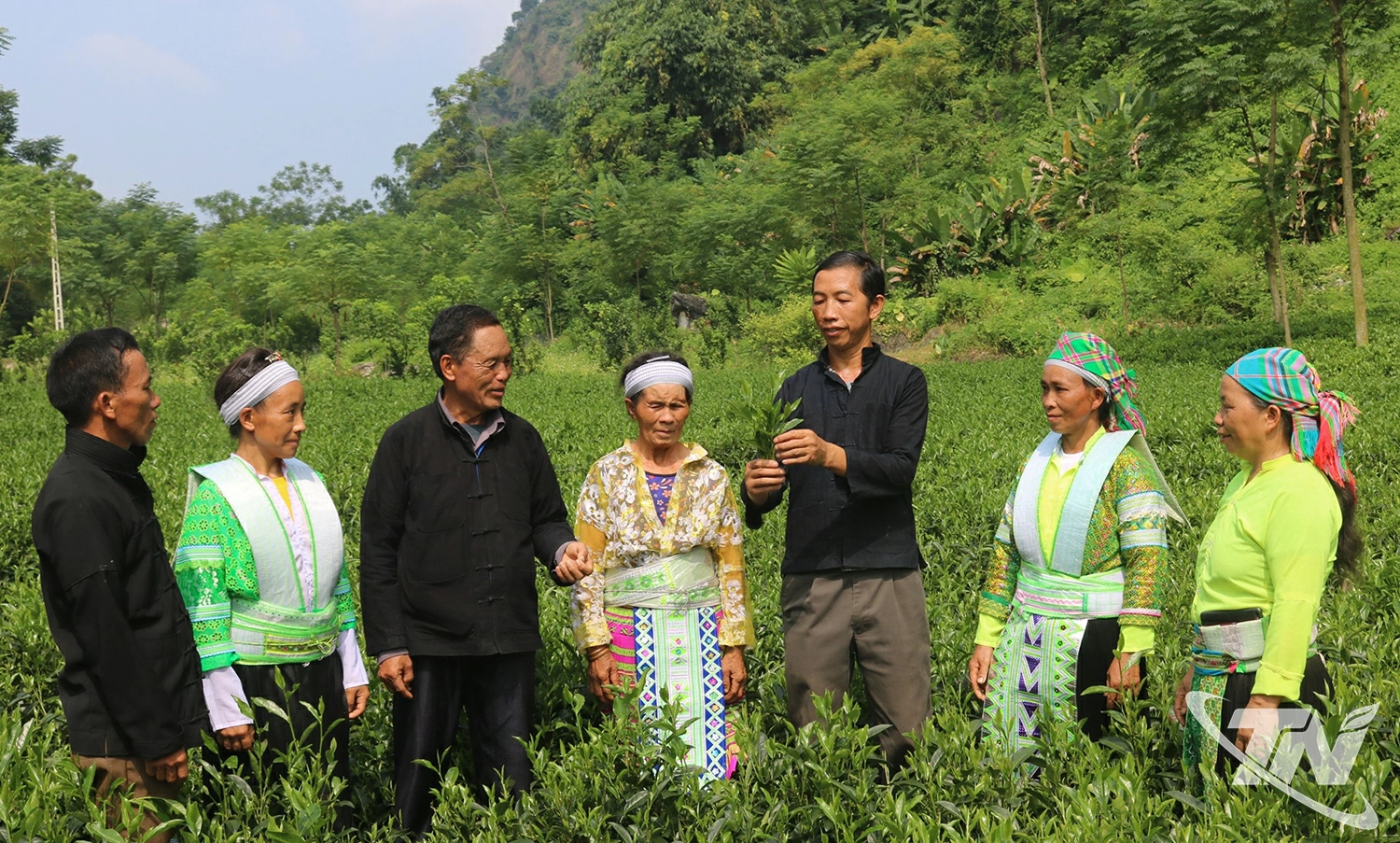 B&agrave; con người M&ocirc;ng x&oacute;m Ph&uacute; Thọ chia sẻ kinh nghiệm sản xuất ch&egrave; an to&agrave;n.