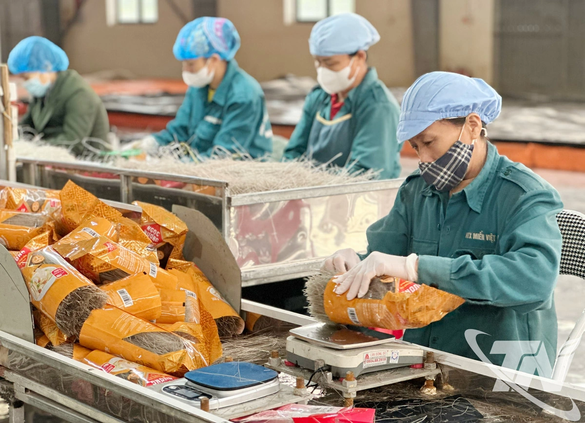 HTX miến Việt Cường sản xuất miến sạch, đóng gói tem sản phẩm đạt OCOP.