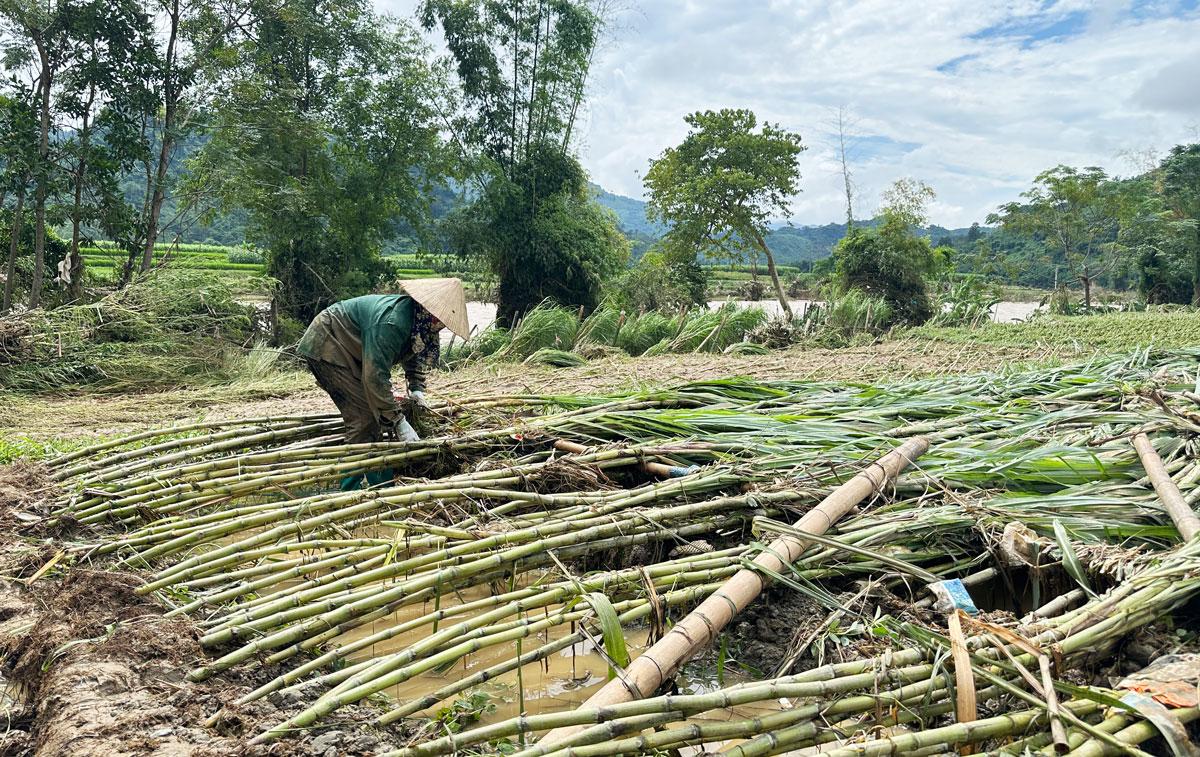 Người dân xã Tân Kỳ nỗ lực khắc phục những diện tích mía bị gãy đổ do mưa lũ.