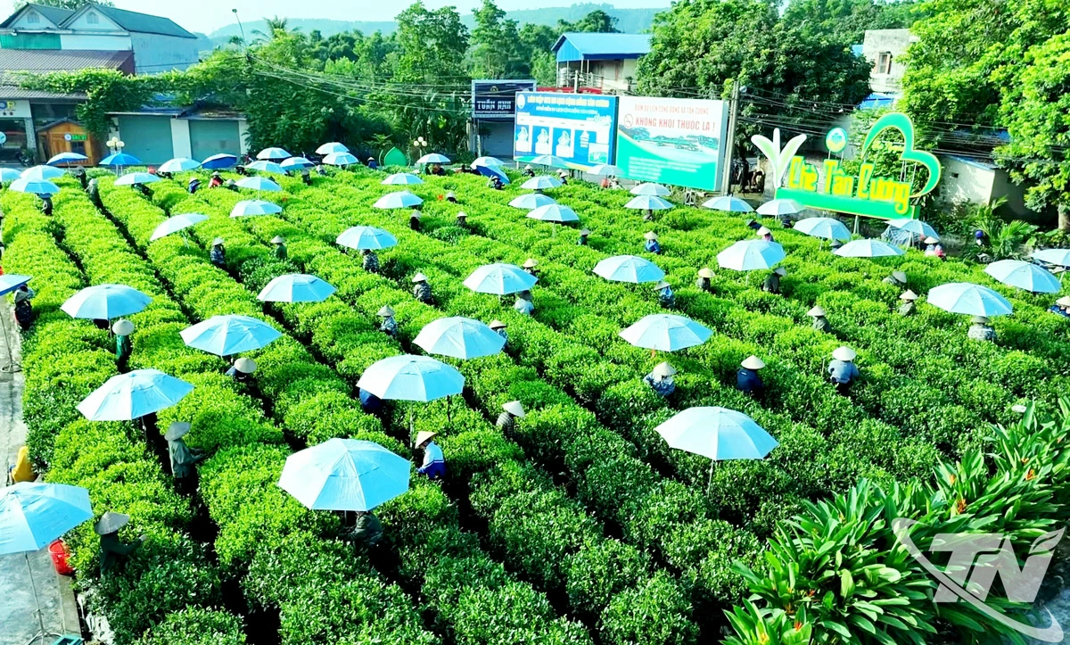 Tỉnh Thái Nguyên đặt mục tiêu đến năm 2030, tổng giá trị sản phẩm từ chè đạt 25 nghìn tỷ đồng, tương đương khoảng 1 tỷ USD.    