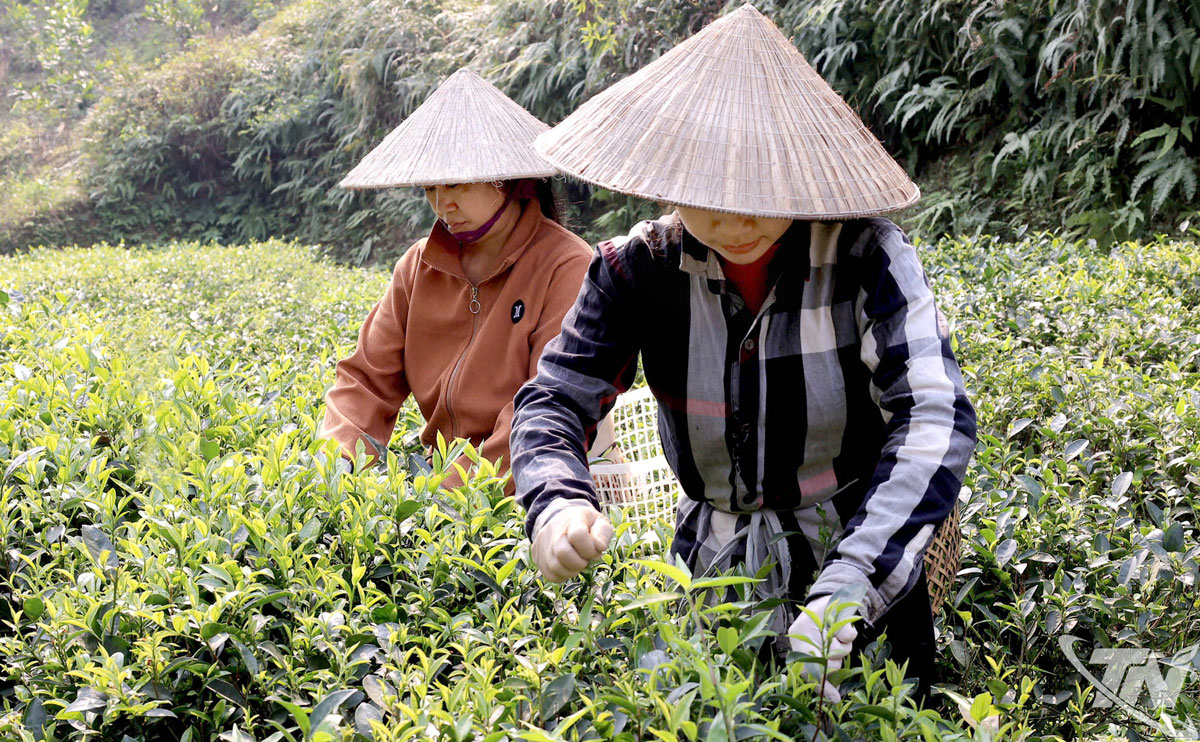 Nương ch&egrave; của HTX Tr&agrave; an to&agrave;n Ph&uacute; Đ&ocirc;.