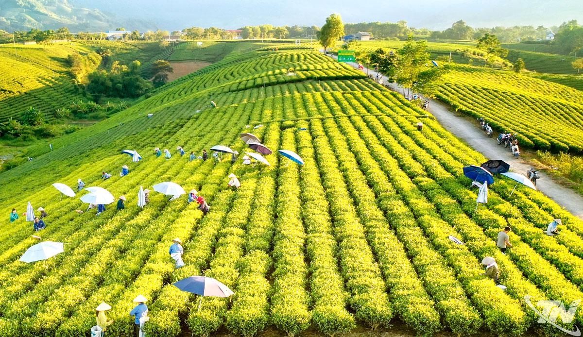 Các nghị quyết chuyên đề của Tỉnh ủy, HĐND tỉnh là cú hích quan trọng, tạo động lực cho các vùng chè trọng điểm trên địa bàn tỉnh phát triển bền vững, hiệu quả. Ảnh: Vũ Kim Khoa