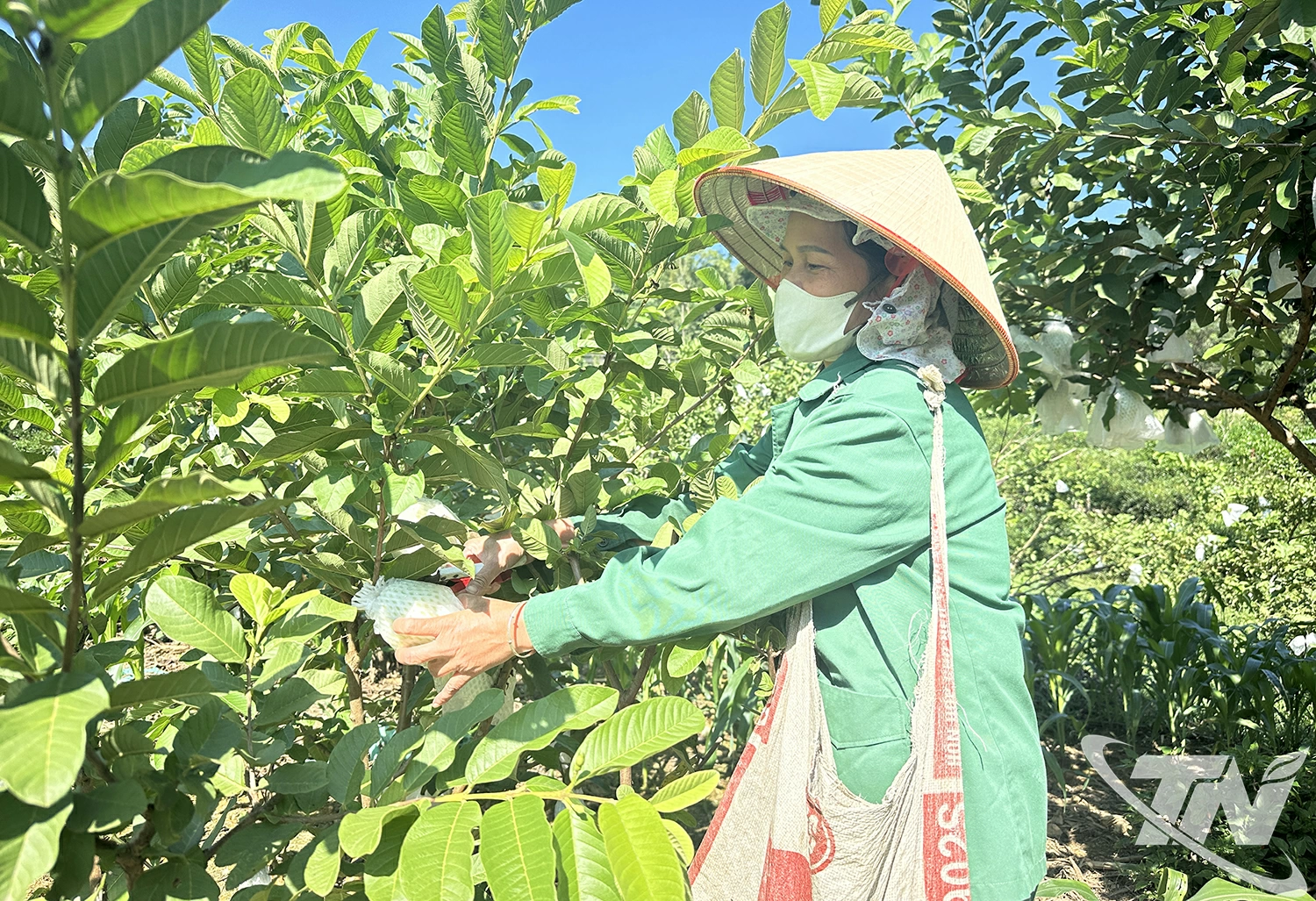 Ổi l&agrave; một trong những c&acirc;y trồng mang lại hiệu quả kinh tế, g&oacute;p phần cải thiện thu nhập cho người d&acirc;n x&atilde; Bạch Th&ocirc;ng.