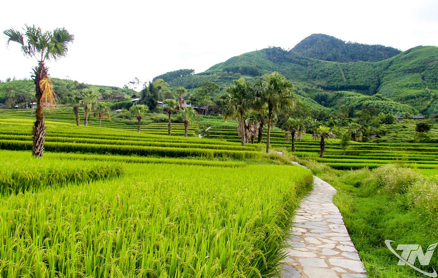Nhờ làm tốt công tác kiểm dịch thực vật, bảo vệ sản xuất nông nghiệp nội địa, bảo vệ môi trường, bảo đảm chất lượng hàng hóa nên Thái Nguyên đã có những vụ mùa bội thu.