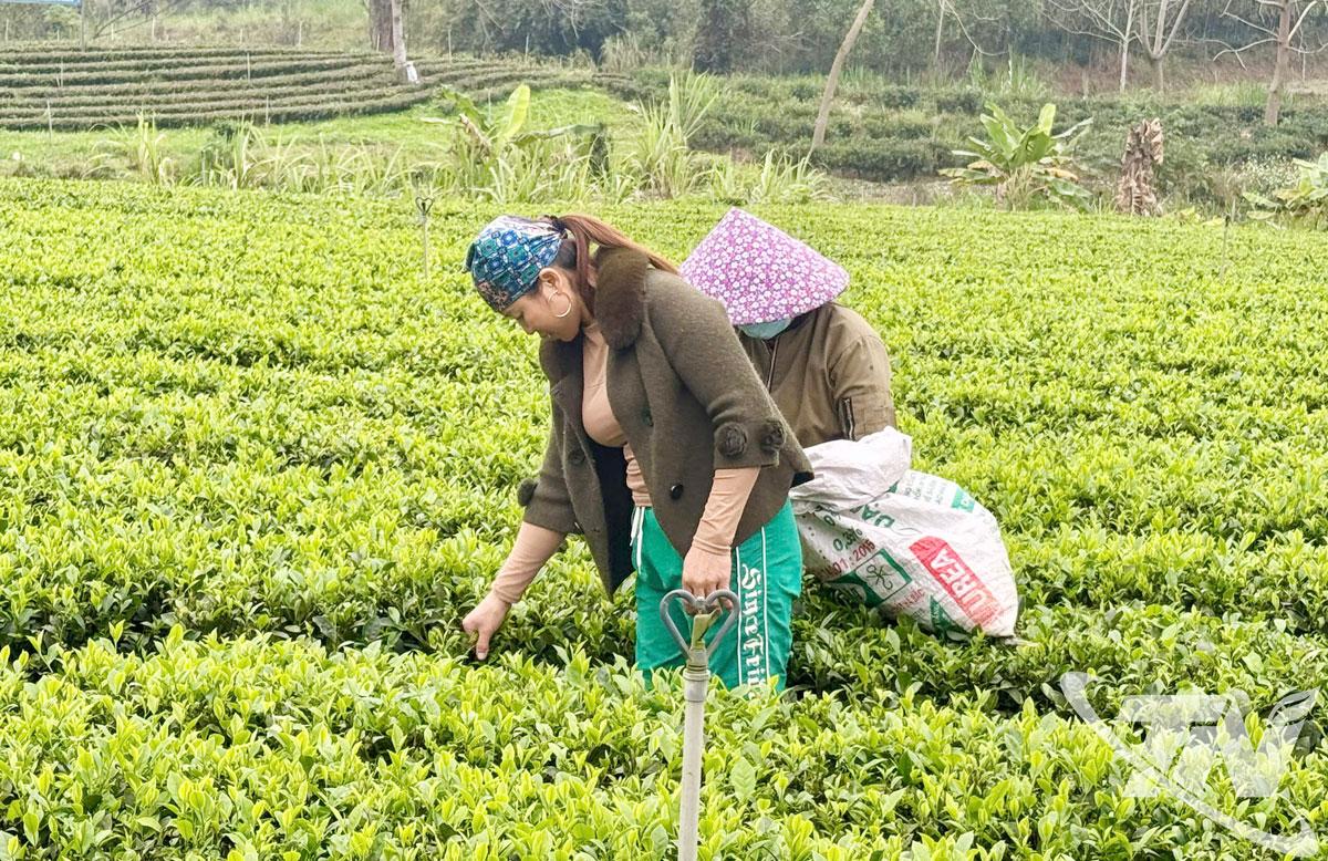 Vùng chè Trại Cài (xã Đồng Hỷ) - địa phương đầu tiên của tỉnh có diện tích cây trồng đạt chứng nhận VietGAP.