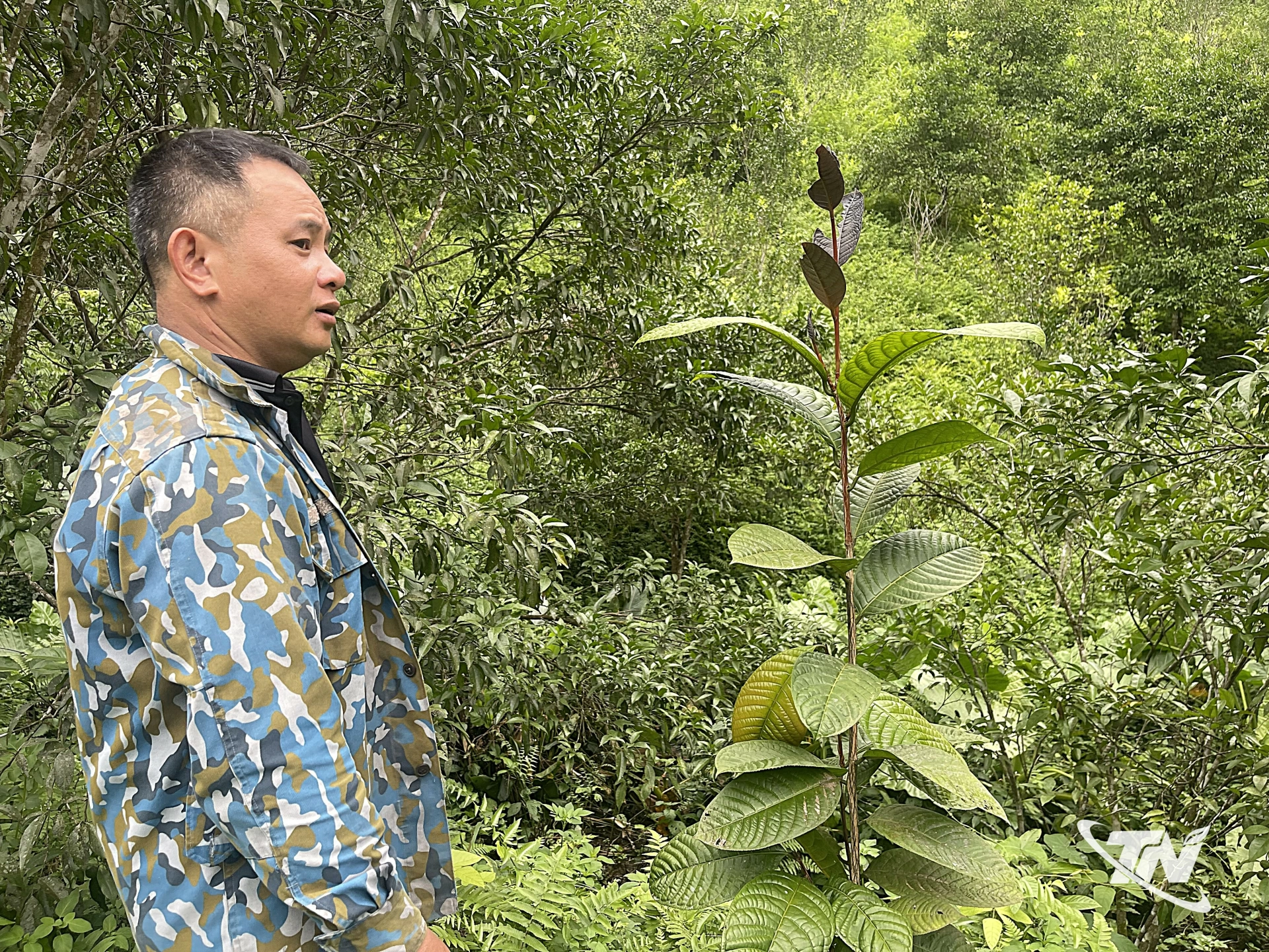 Người dân thôn Bản Pè, xã Bạch Thông tiên phong phát triển mô hình trồng chè hoa vàng dưới tán quýt.
