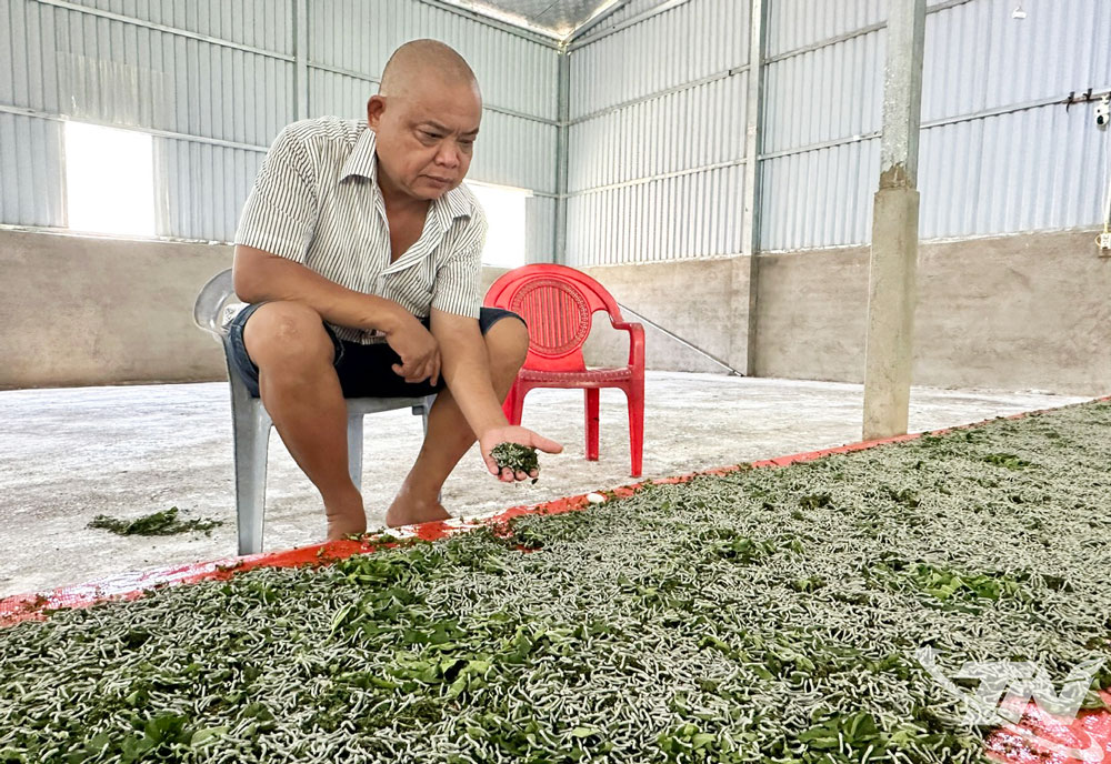 Mô hình trồng cây dâu nuôi tằm được xã Bằng Thành chú trọng mở rộng quy mô.