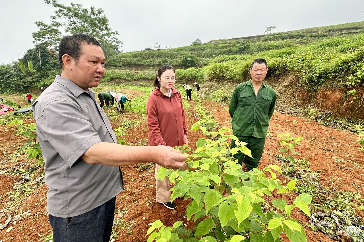 Cây dược liệu tại thôn Bản Trù, xã Thượng Minh sinh trưởng tốt, mở ra hướng phát triển kinh tế mới cho người dân vùng cao.