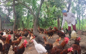 Đắk Lắk: Đưa kỹ thuật VietGAP vào 69 ha cà phê của đồng bào dân tộc thiểu số- Ảnh 6.