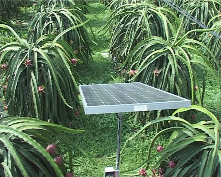 Ứng dụng kỹ thuật năng lượng mặt trời tưới nhỏ giọt cho cây trồng- Ảnh 1.