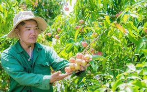 Đắk Lắk: Đưa kỹ thuật VietGAP vào 69 ha cà phê của đồng bào dân tộc thiểu số- Ảnh 4.