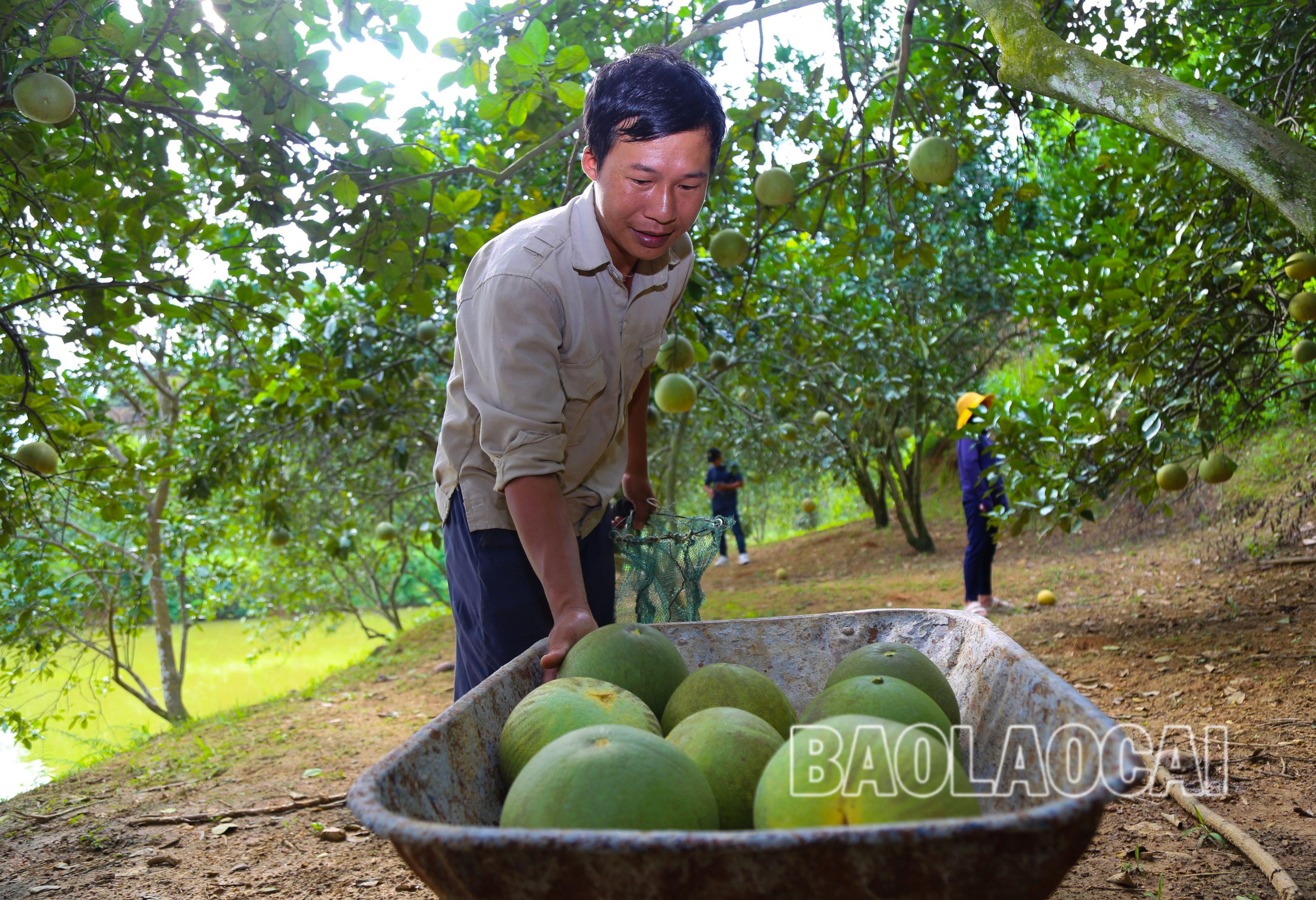 Người dân thôn Múc thu hoạch bưởi. 5-9208.jpg