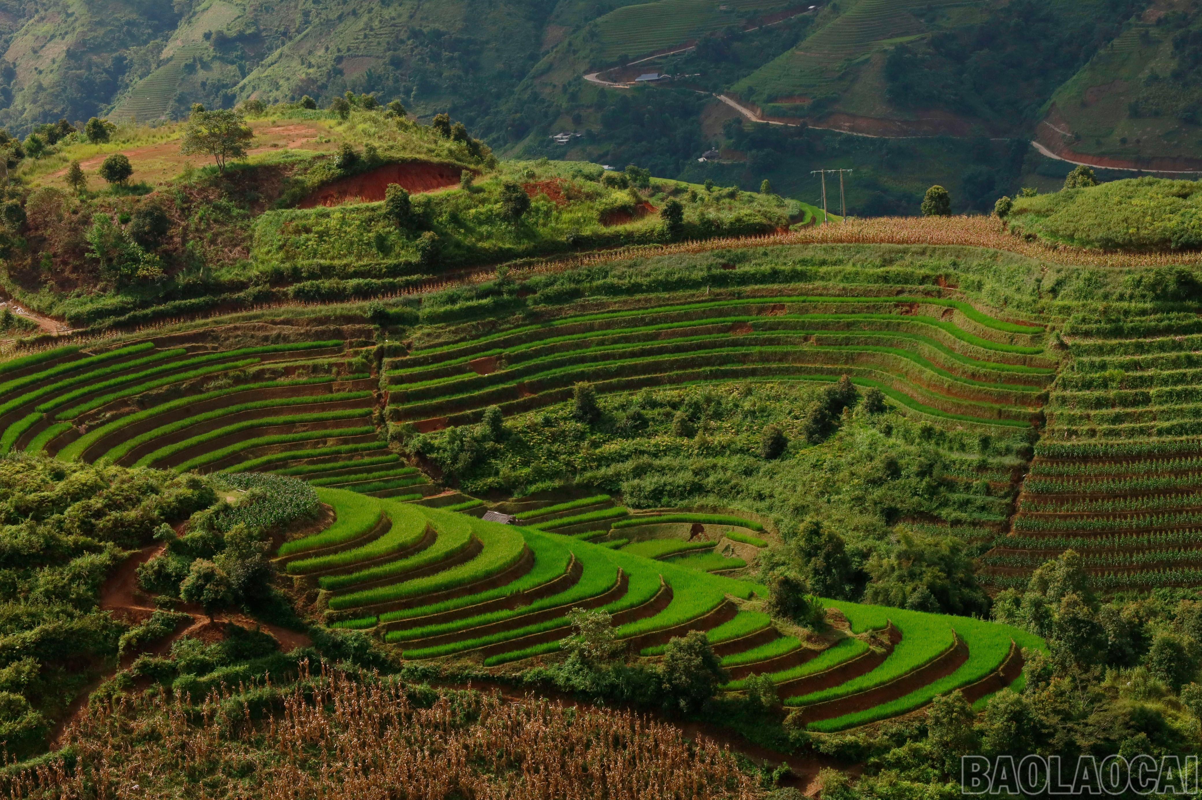 Những thửa ruộng bậc thang đã được trồng lúa 2 vụ.