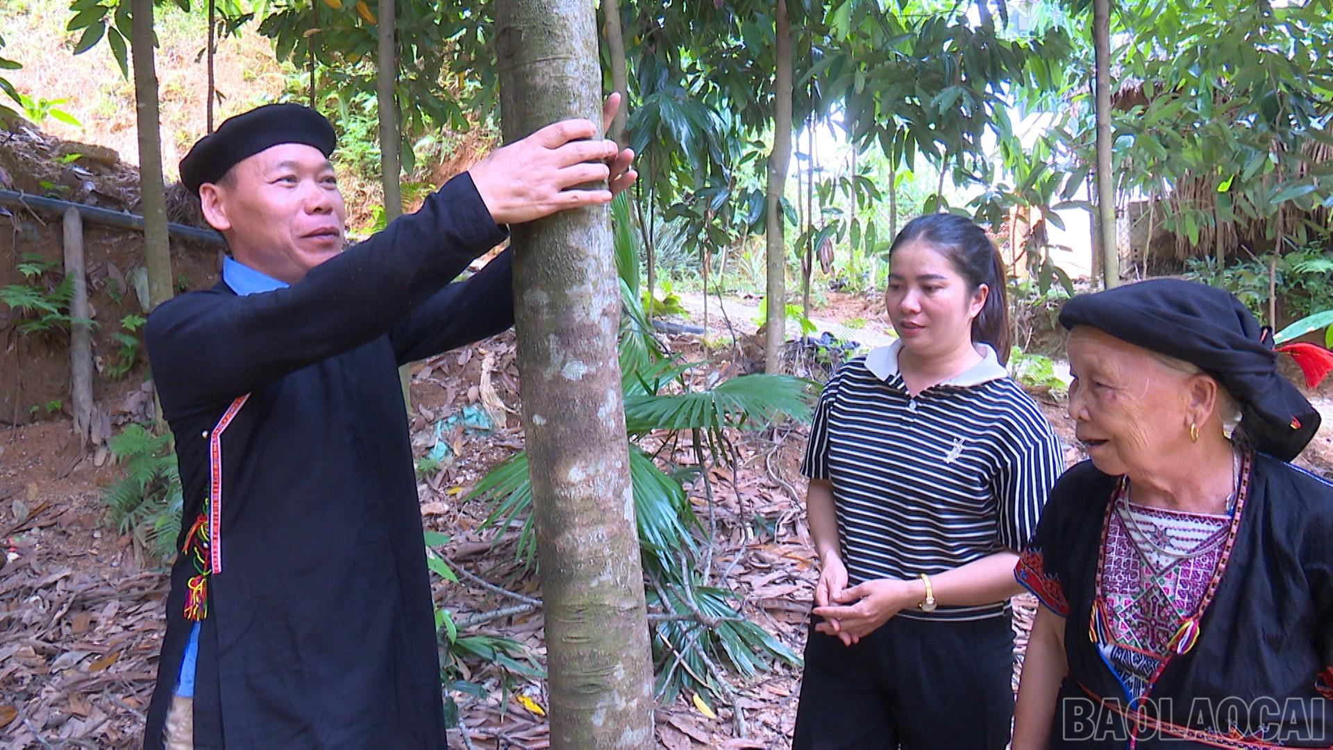 Để người dân tin tưởng và làm theo, gia đình ông Thắng đã phát triển mô hình kinh tế đồi rừng đem lại hiệu quả kinh tế cao. baolaocai-br_truong-thon-khee00-02-15-09still003.jpg