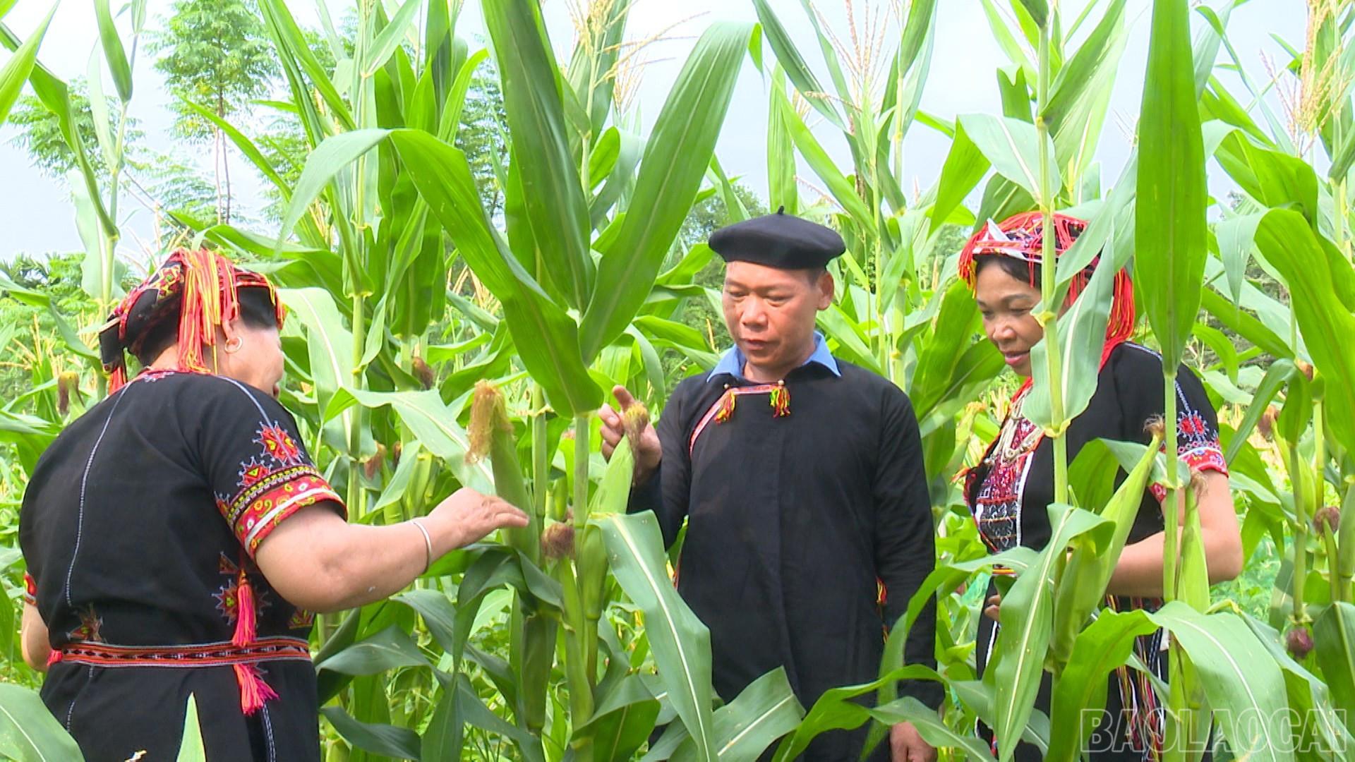 Với vai trò trưởng thôn, ông Lý Văn Thắng tích cực vận động người dân phát triển kinh tế, nâng cao thu nhập. baolaocai-br_truong-thon-khee00-02-30-05still002.jpg