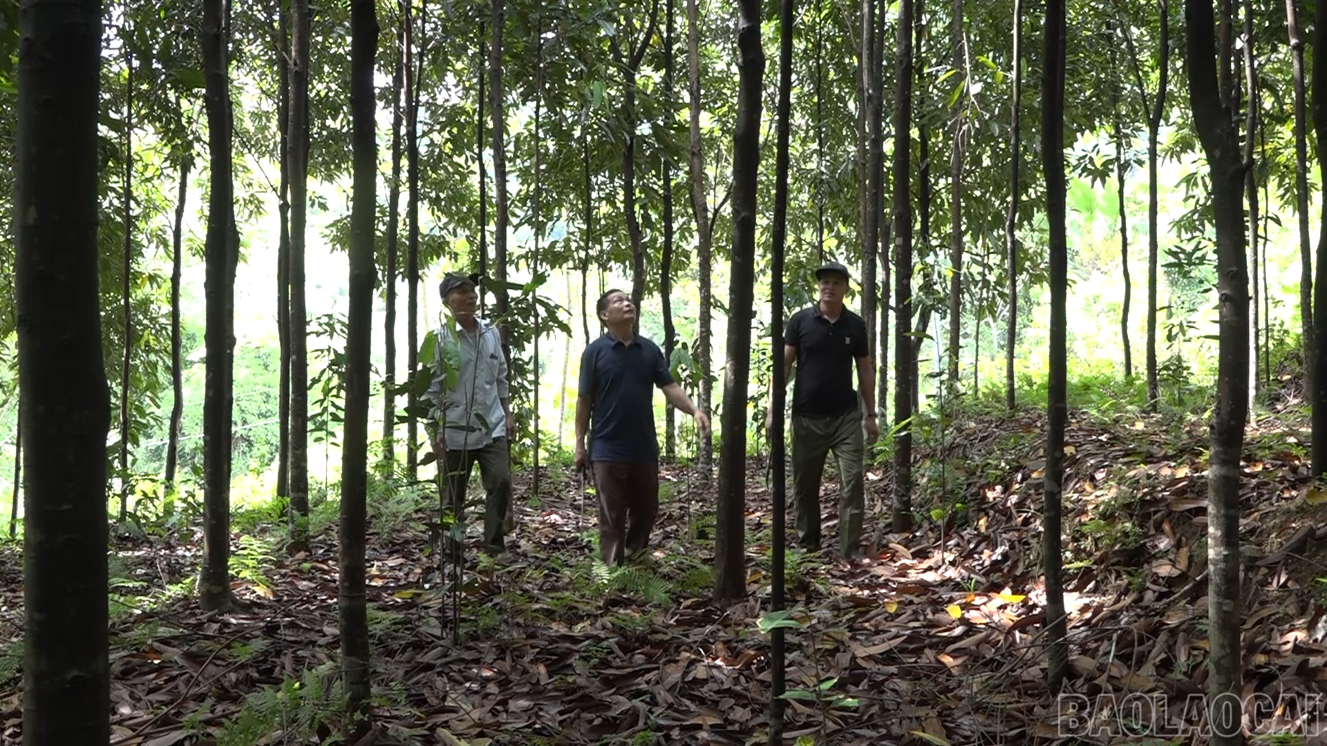Ông Lương Văn Hảo - Bí thư Chi bộ thôn Tân Bình (ngoài cùng bên trái) thăm mô hình kinh tế của ông Kiều Viết Bình. baolaocai-br_phattrienkinhte-datrung83.png