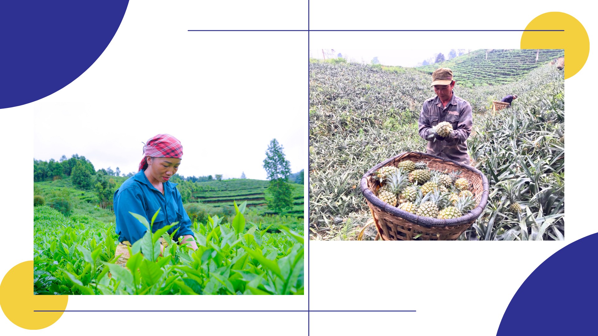 Phát huy lợi thế, Đảng ủy xã Bản Lầu ban hành nghị quyết về đẩy mạnh phát triển sản xuất nông nghiệp hàng hóa và thu hút đầu tư. img-9604.png