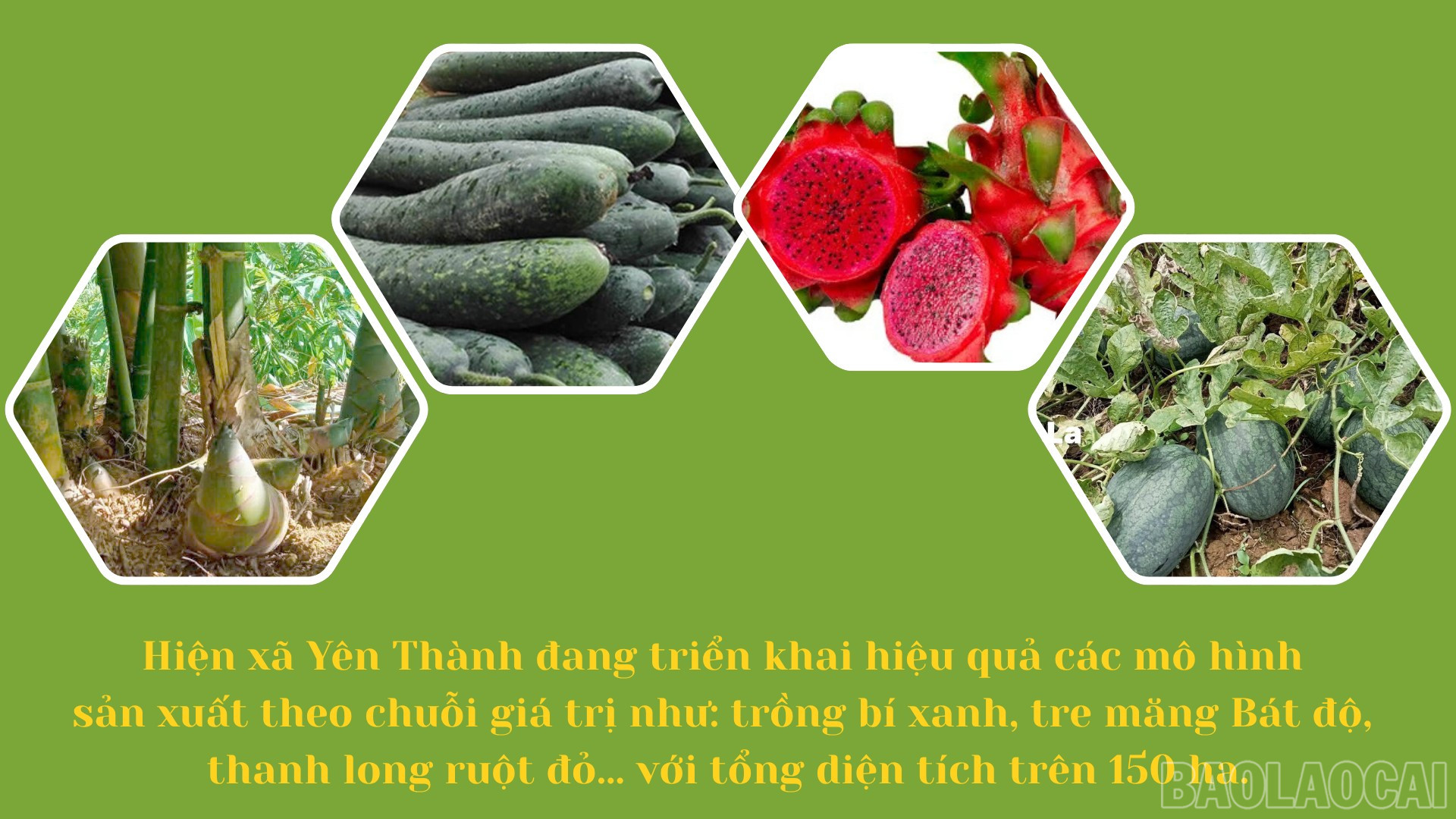 baolaocai-br_thiet-ke-chua-co-ten-6.png
