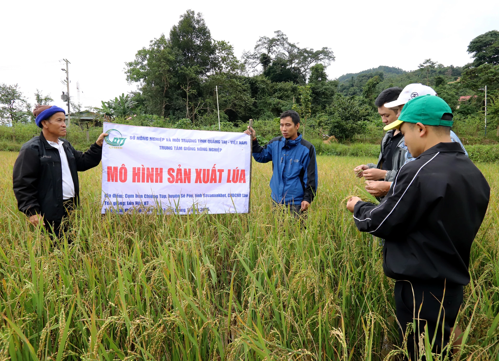Xây dựng mô hình trình diễn lúa nước tại cụm bản Chiêng Túp.