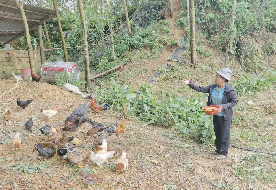 Nhờ trồng rừng và phát triển chăn nuôi, đời sống gia đình bà Phạm Thị Lâm, Trưởng bản Cáo ngày càng khá giả - Ảnh: X.V