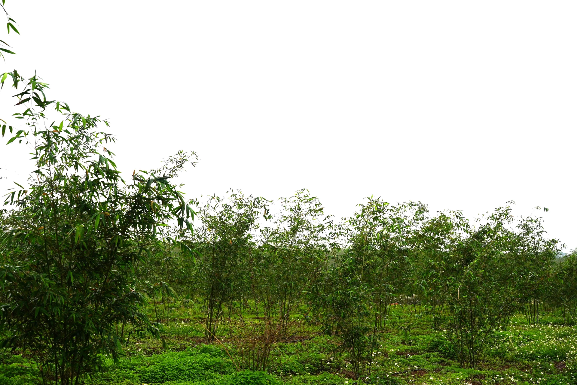 C&aacute;c diện t&iacute;ch Tre lục tr&uacute;c lấy măng tại x&atilde; Nam Trạch - Ảnh: Trung Đức