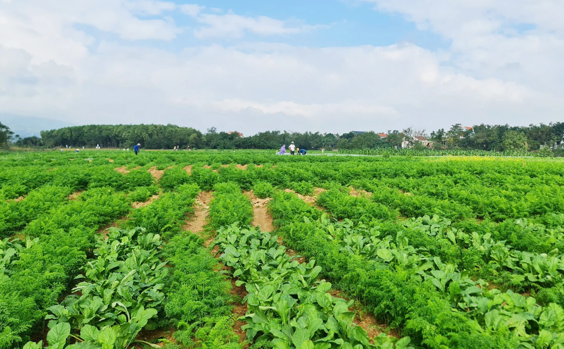 Mô hình trồng rau sạch tại thôn Phú Ninh, xã Ninh Châu - Ảnh: L.C