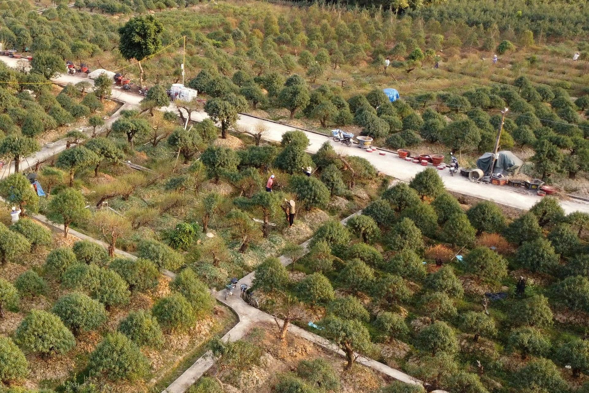 Vườn đào nhà anh Công nhìn từ trên cao.