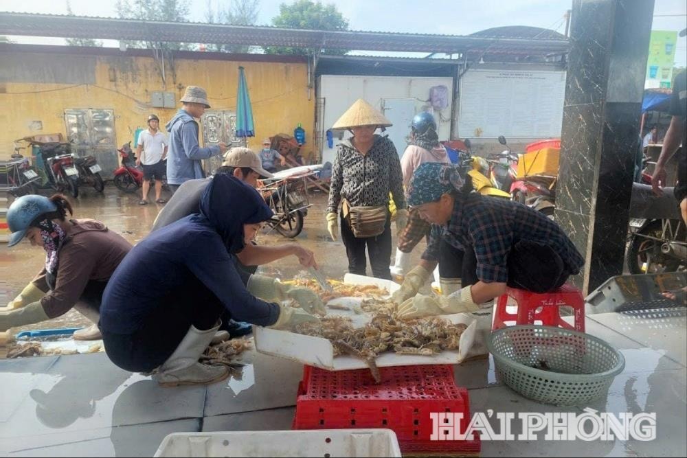 Ngư dân Hải Phòng cung cấp thủy sản cho thương lái
