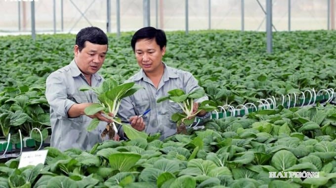 RAU CONG NGHE CAO VINECO TAN LIEN