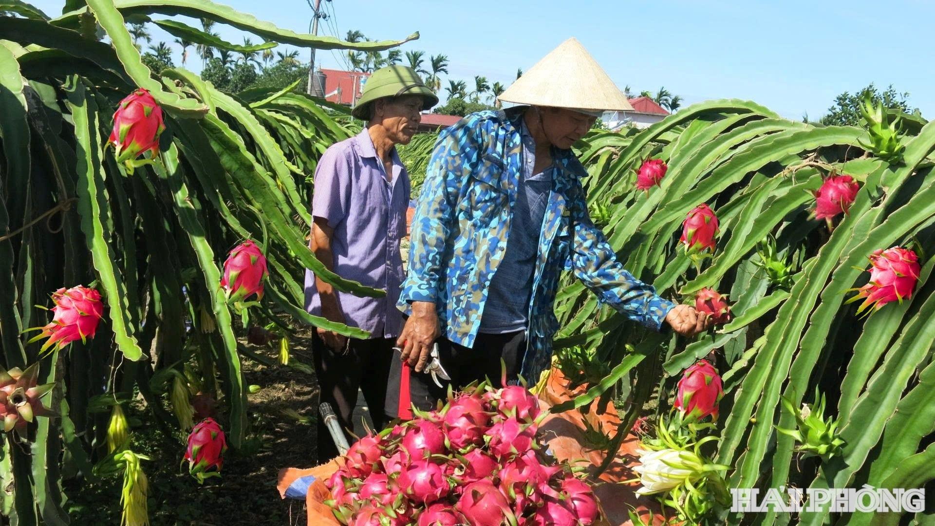 thanh-long-an-truong.jpg