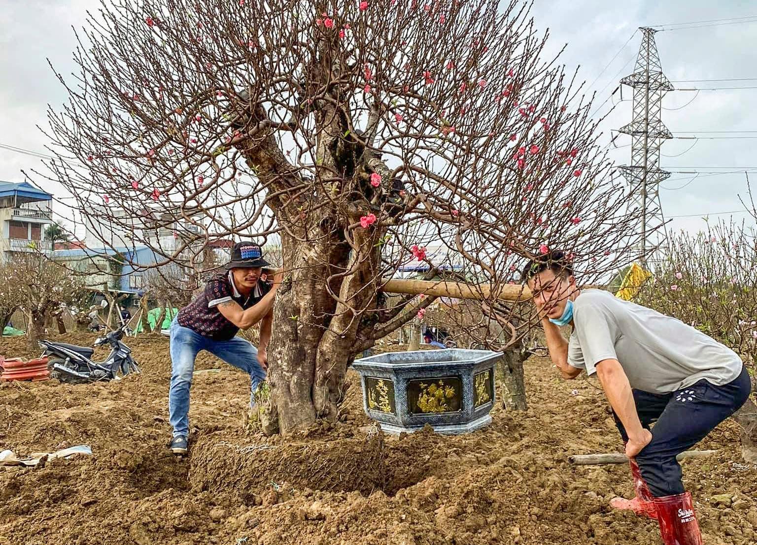Anh Công cùng người nhà chuyển gốc cây chuyển đến cơ sở của người mua dịp Tết.