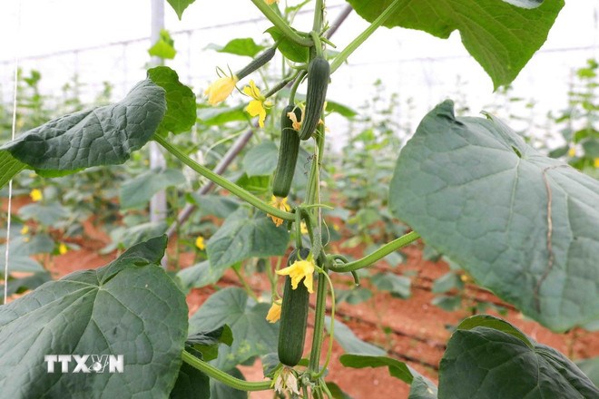 Ứng dụng c&ocirc;ng nghệ cao trong n&ocirc;ng nghiệp. (Ảnh: TTXVN)