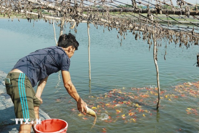 M&ocirc; h&igrave;nh nu&ocirc;i c&aacute; ch&eacute;p Nhật của anh Nguyễn Phạm Tấn C&ocirc;ng, tổ vi&ecirc;n Tổ hợp t&aacute;c c&aacute; cảnh x&atilde; B&igrave;nh Lợi. (Ảnh: TTXVN)