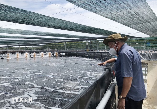 M&ocirc; h&igrave;nh nu&ocirc;i t&ocirc;m ứng dụng c&ocirc;ng nghệ cao tại Cần Giờ mang lại hiệu quả kinh tế cao. (Ảnh: TTXVN)