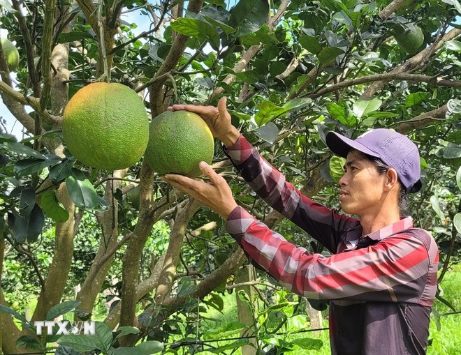 Trang trại trồng bưởi da xanh theo ti&ecirc;u chuẩn hữu cơ tại phường Hắc Dịch. (Ảnh: TTXVN)