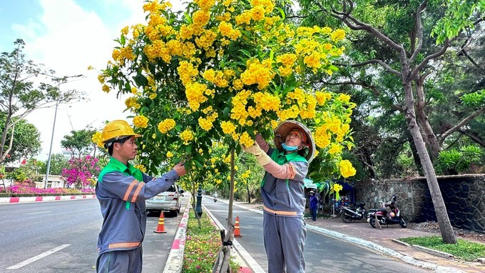 Tuyến đường 3-2 (phường Vũng T&agrave;u, TPHCM) rực rỡ sắc hoa. (Ảnh: SGGP)