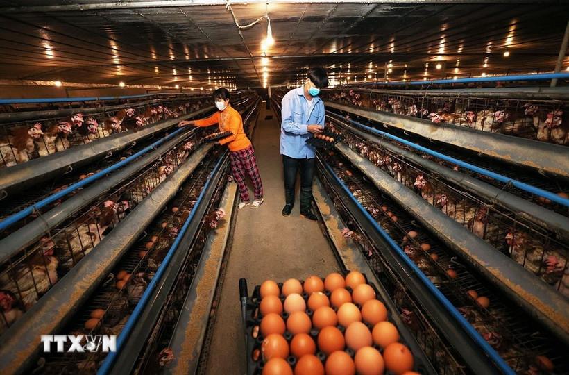 Thu hoạch trứng gia cầm thương phẩm ở hộ nông dân Nguyễn Văn Sơn, xã Nhã Nam, tỉnh Bắc Ninh. (Ảnh: Vũ Sinh/TTXVN)