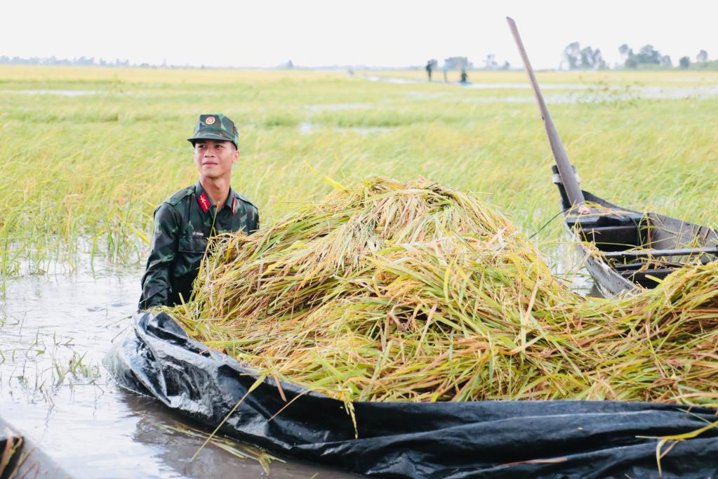 Lực lượng vũ trang tỉnh Tây Ninh giúp dân cứu lúa chạy lũ