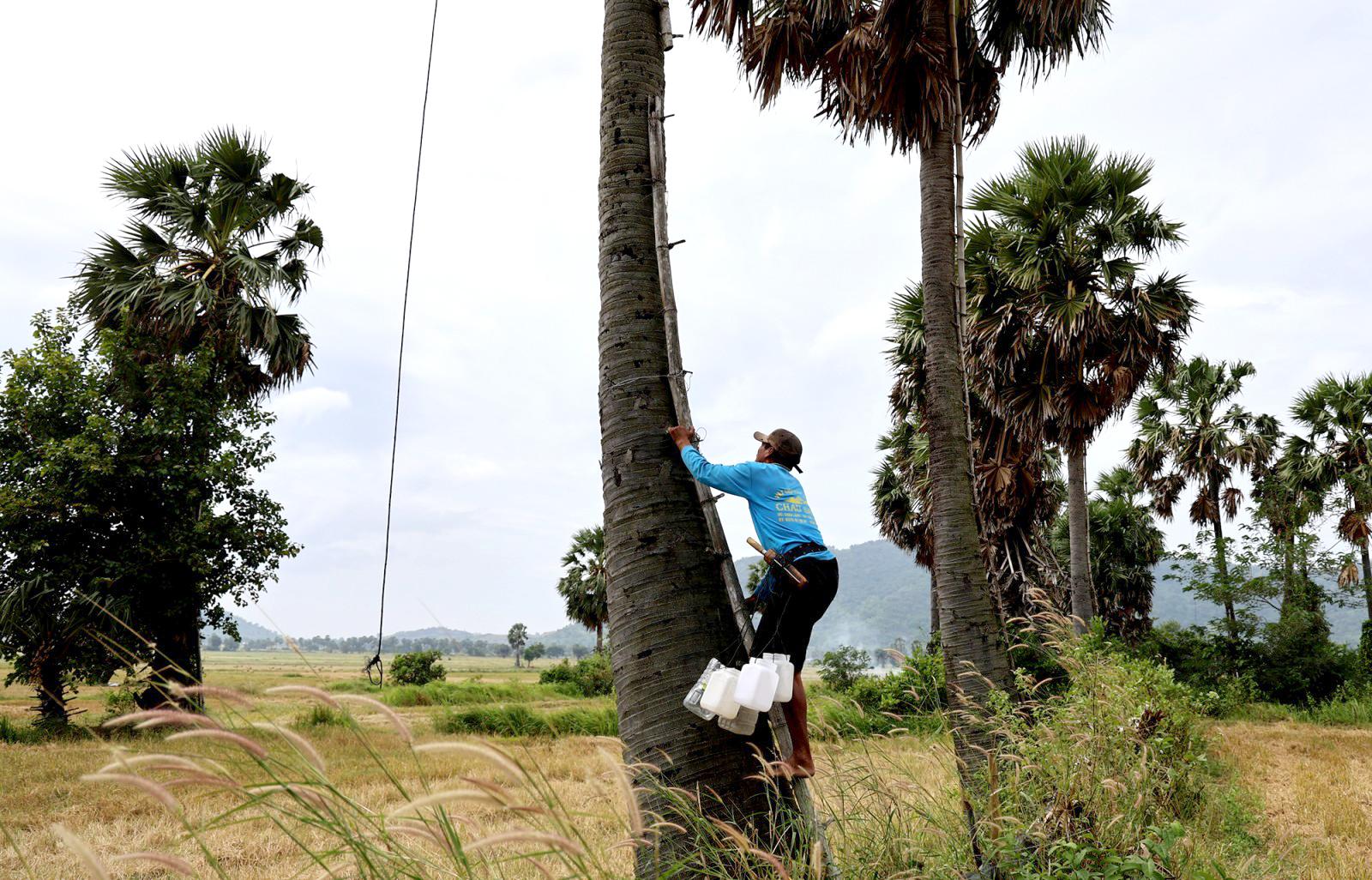 Mùa nấu đường thốt nốt của đồng bào Khmer