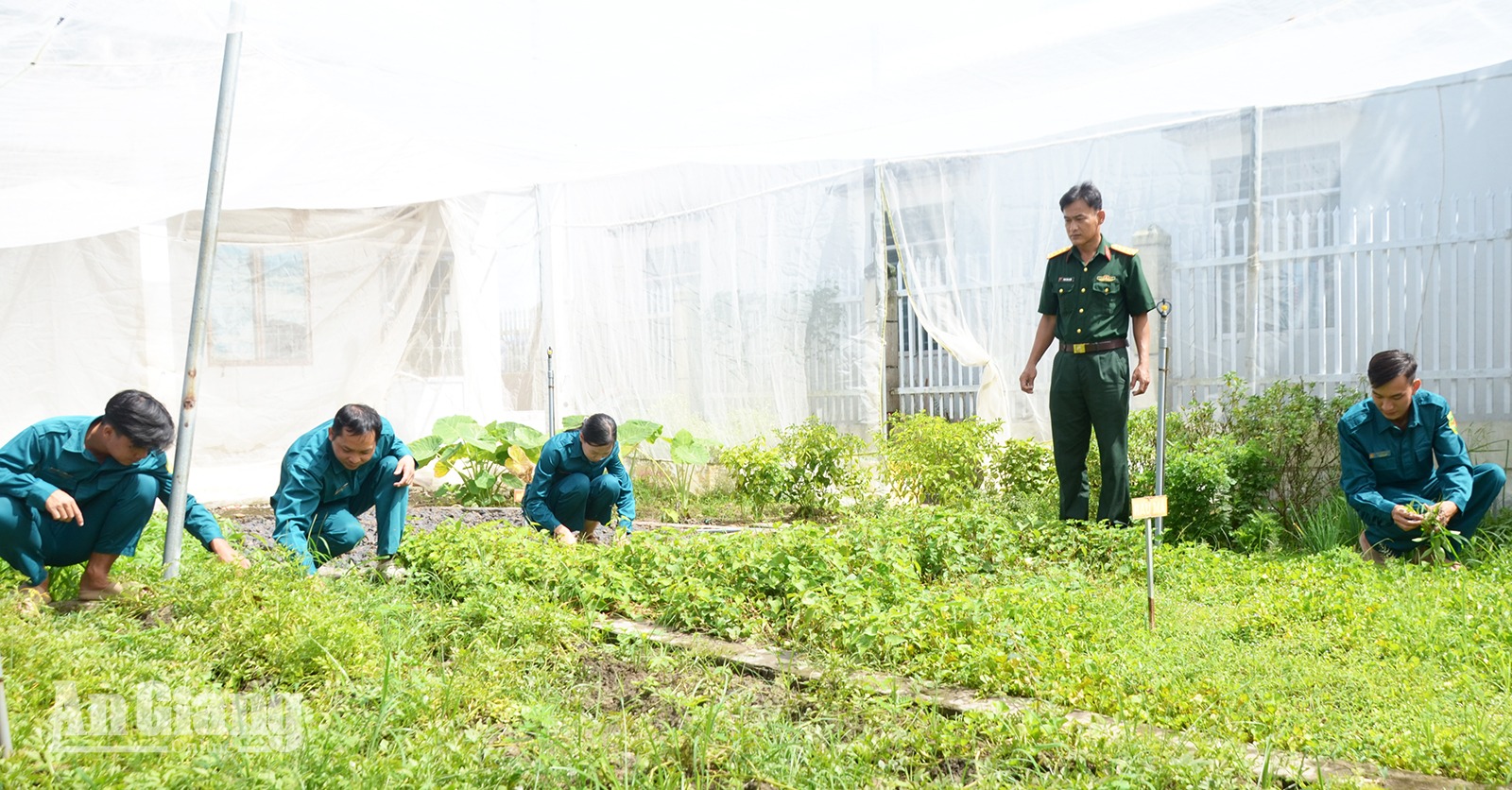 Vườn rau xanh của người lính