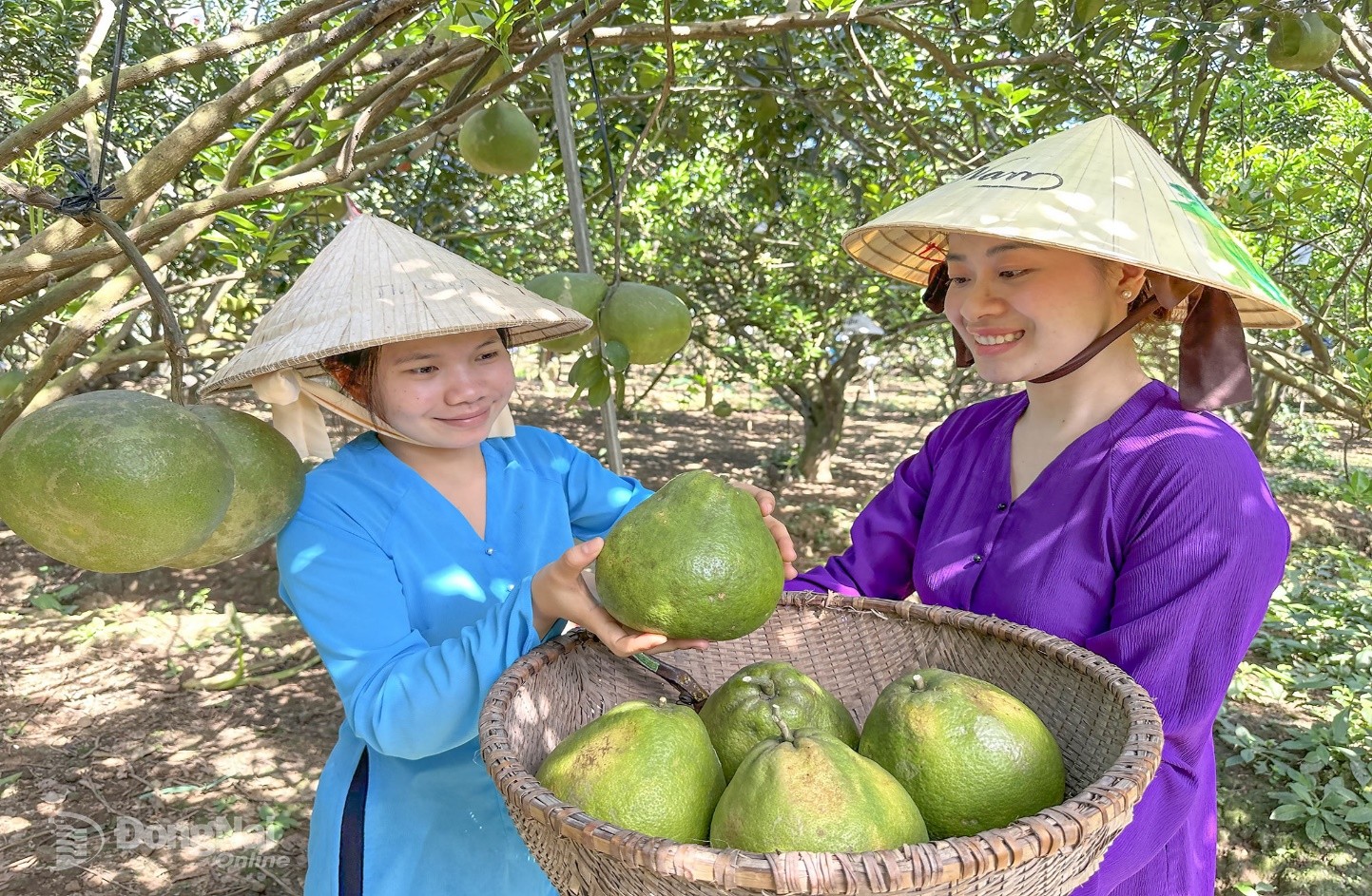 Thu hoạch bưởi tại L&agrave;ng du lịch sinh th&aacute;i bưởi T&acirc;n Triều, phường T&acirc;n Triều. Ảnh: Ngọc Li&ecirc;n
