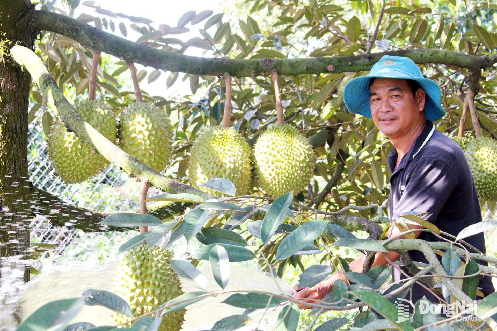 M&ocirc; h&igrave;nh trồng sầu ri&ecirc;ng sạch của một n&ocirc;ng d&acirc;n phường Xu&acirc;n Lập, tỉnh Đồng Nai. Ảnh: Đ.Ph&uacute;