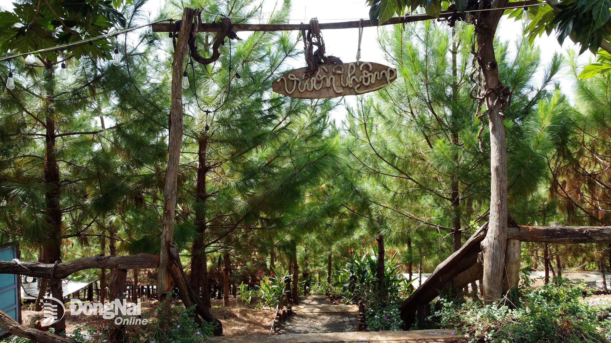 Vườn thông xanh mướt, nơi dừng chân lý tưởng cho các vận động viên và du khách trong mùa giải. Ảnh: Từ Huy