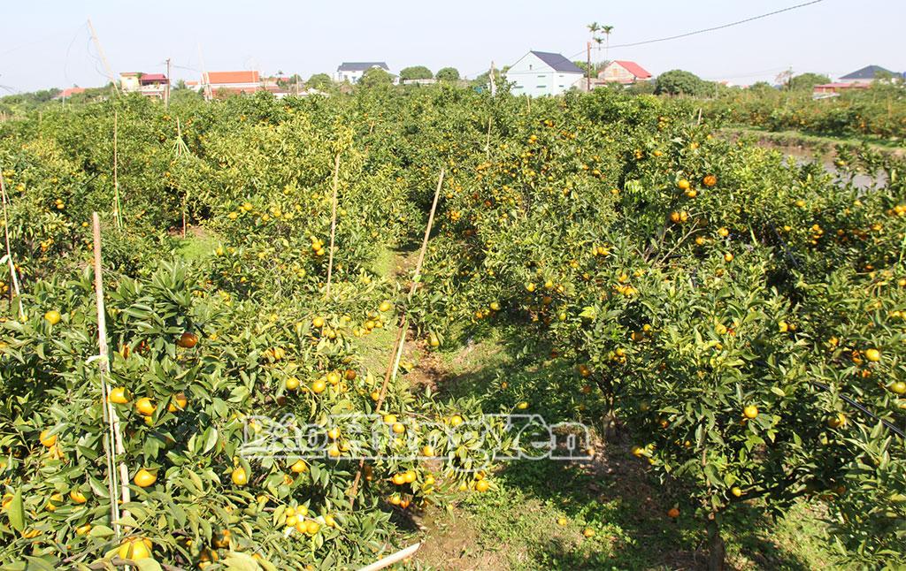 Vườn cam đường canh trồng theo quy trình VietGAP của gia đình anh Trần Quang Vinh, xã Tống Trân.