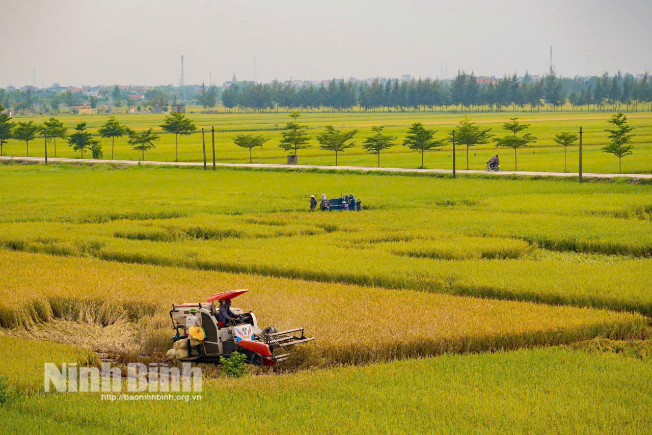 Ninh Bình sở hữu quỹ đất và không gian sản xuất nông nghiệp quy mô lớn và rất đa dạng. (Trong ảnh: Nông dân xã Phát Diệm thu hoạch lúa Mùa 2026). Ảnh: Ngọc Linh