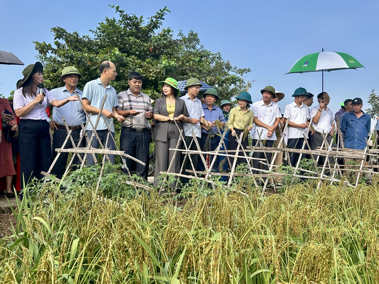 Các đại biểu đánh giá thực tế sinh trưởng của trà lúa nếp canh tác theo quy trình IPHM tại cánh đồng thôn Ân Hòa.