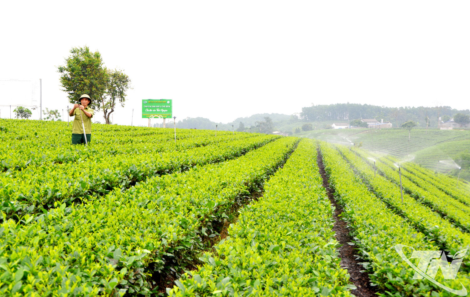 Thời gian qua, b&agrave; con nh&acirc;n d&acirc;n ở nhiều v&ugrave;ng ch&egrave; trong tỉnh ch&uacute; trọng đẩy mạnh ứng dụng tiến bộ khoa học c&ocirc;ng nghệ, ph&aacute;t triển sản xuất h&agrave;ng h&oacute;a gắn với kinh tế số n&ocirc;ng nghiệp.